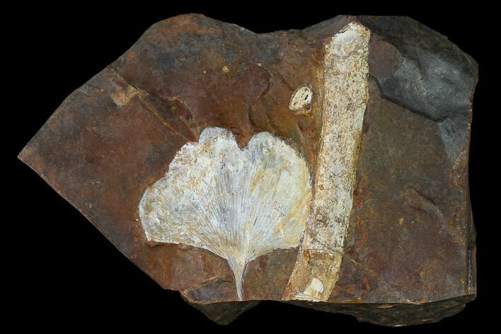 Fossil Ginkgo Leaf From North Dakota - Paleocene #136084